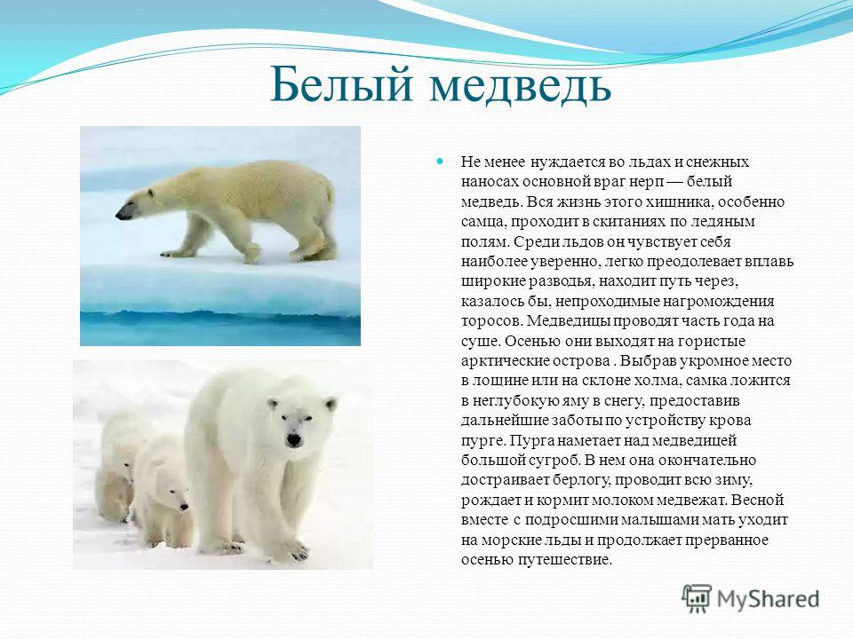 Как приспособились к жизни медведи. Белый медведь в Арктике сообщение. Белый медведь в Арктике сообщение 4 класс. Животные Арктики белый медведь доклад. Животные Арктики белый медведь сообщение.