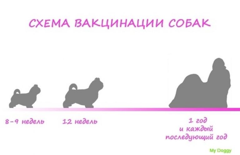 Прививки щенку йорка. Схема вакцинации собак. Схема прививок для собак. Вакцинация щенков схема. Прививка щенков схема.