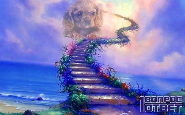 Куда уходят души собак. Мост радуги. Собака в раю. Рай для животных после смерти. Собаки уходят в рай.