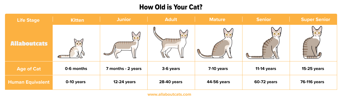 До какого возраста кошка считается котенком. Cat years to Human years. Cat Chart. Cat age. Cat age Human years.