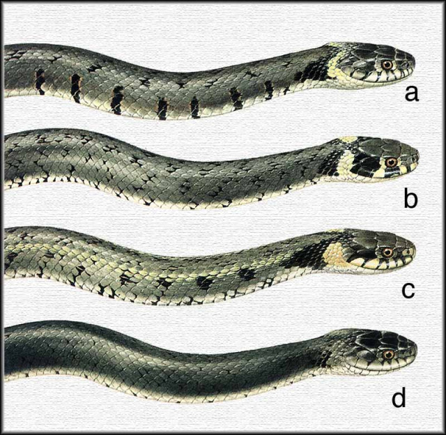 Какая симметрия у змеи. Змея уж обыкновенный. Уж обыкновенный самка. Уж обыкновенный - змея неядовитая. Змеи ужи и гадюки.