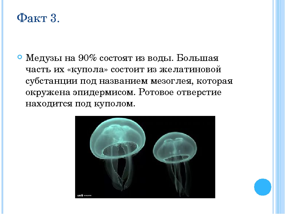 Факт о презентации. Интересные факты о медузах. Необычные факты о медузах. Медуза факты для детей. Сообщение о Медузе.