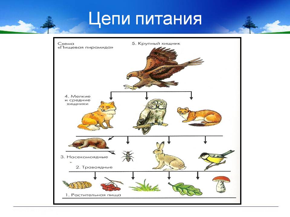 Пищевая цепь примеры 5 класс биология с картинками животных