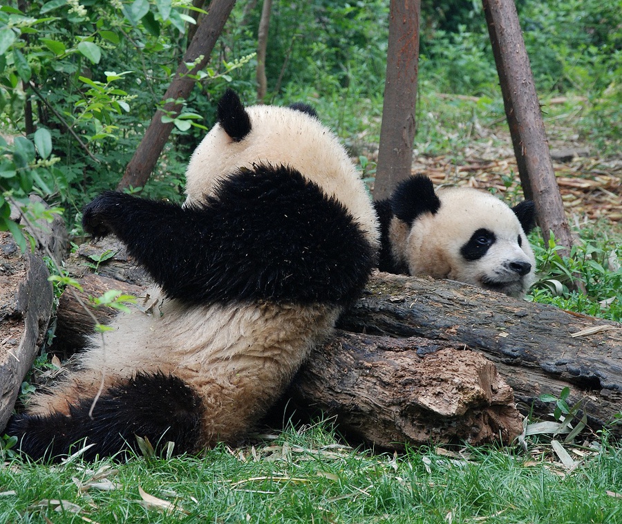 За поведением панды во время кормления