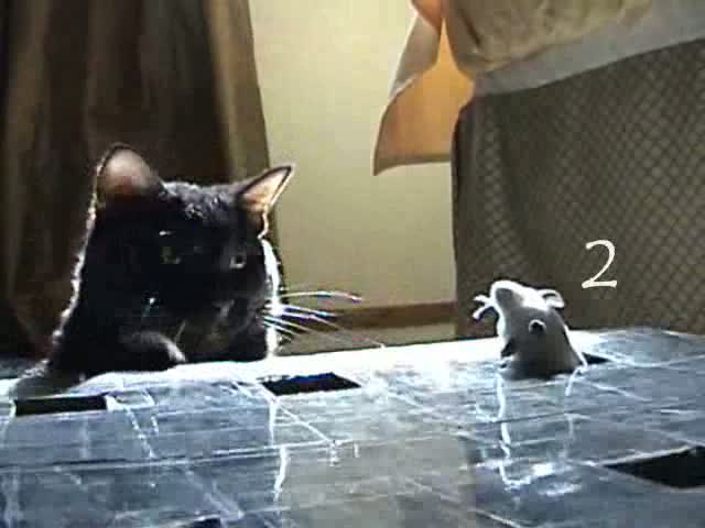Кот FLV. Кот и мышь запрещенное видео. Видео для кошек мышки бегают и пищат.