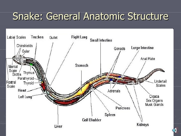 Какой признак внешнего строения змеи. Строение змеи. Внутреннее строение змеи. Строение змеи анатомия.