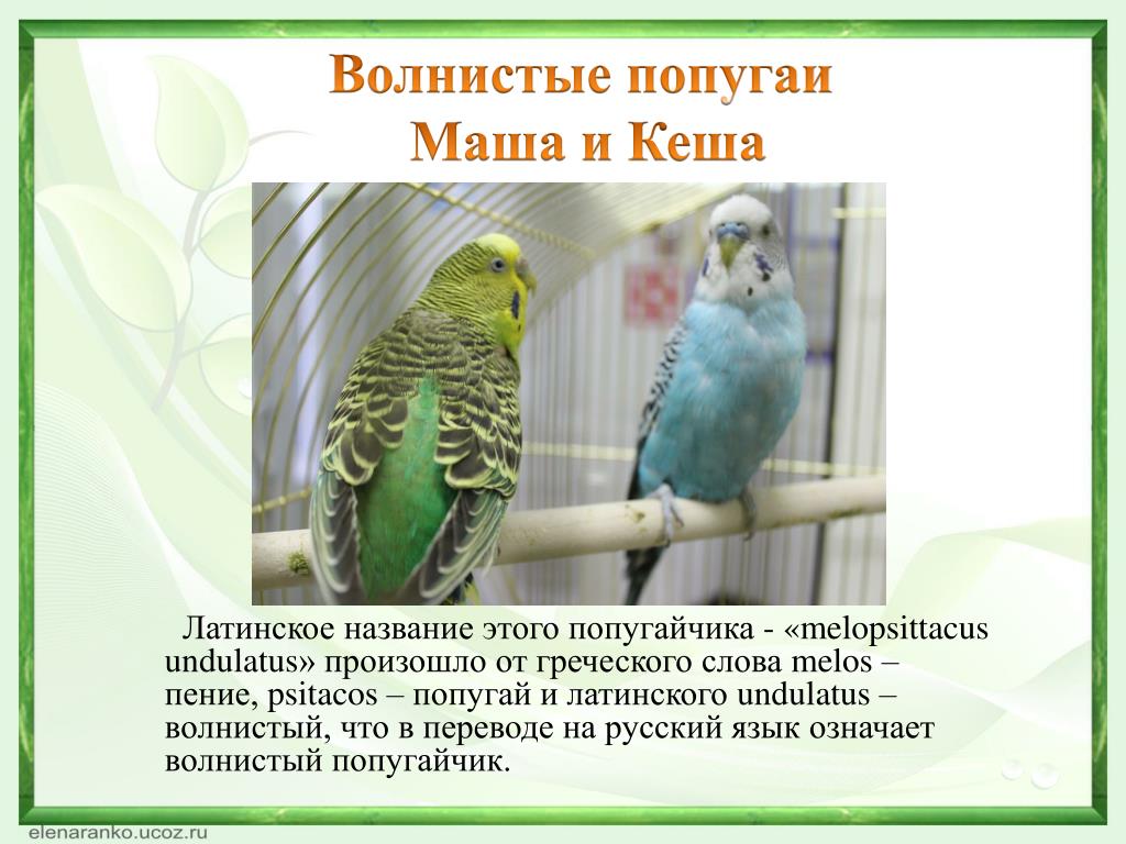 Имена для мальчиков волнистых. Описание попугая. Волнистый попугай презентация. Рассказ о волнистом попугае. Волнистый попугай описание.