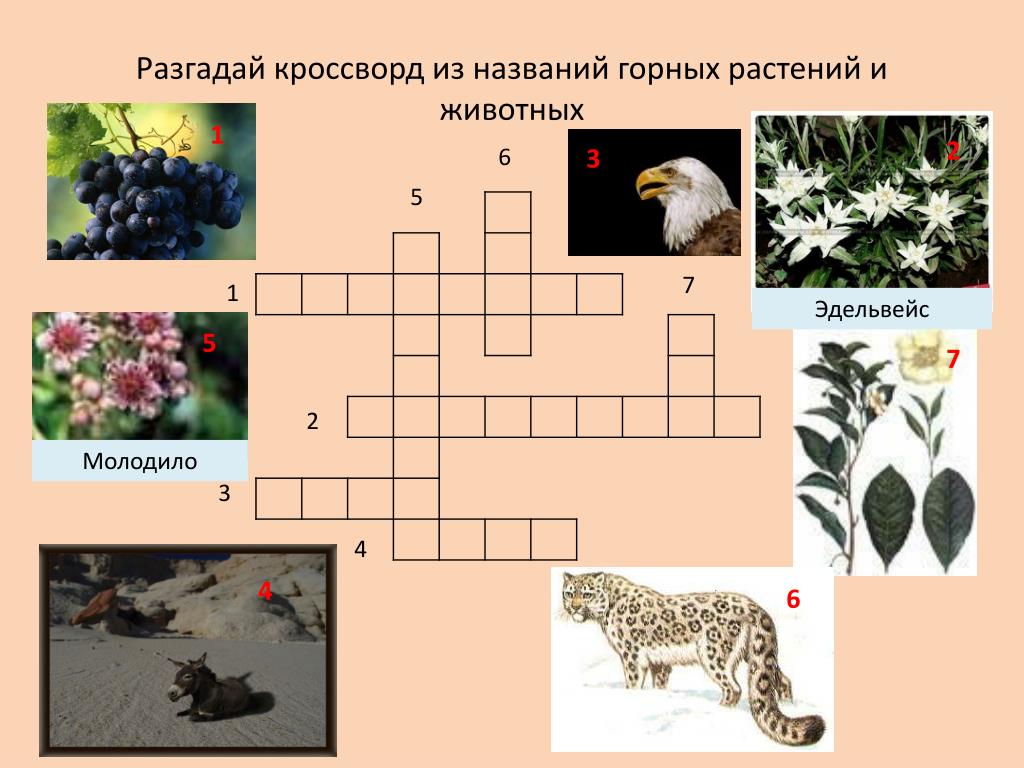 Животные растениями ответ. Кроссворд на тему растения. Кроссворд про животных и растений. Кроссворд на тему животные и растения. Кроссворд по теме растения.