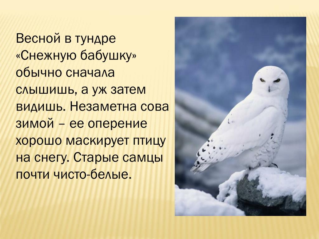 В какой природной зоне обитает белая сова. Информация о полярной сове. Полярная Сова презентация. Сообщение о белой сове.
