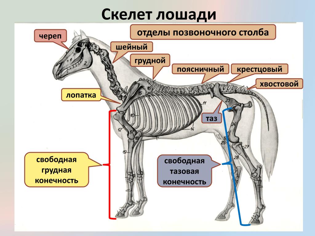 Среди костей