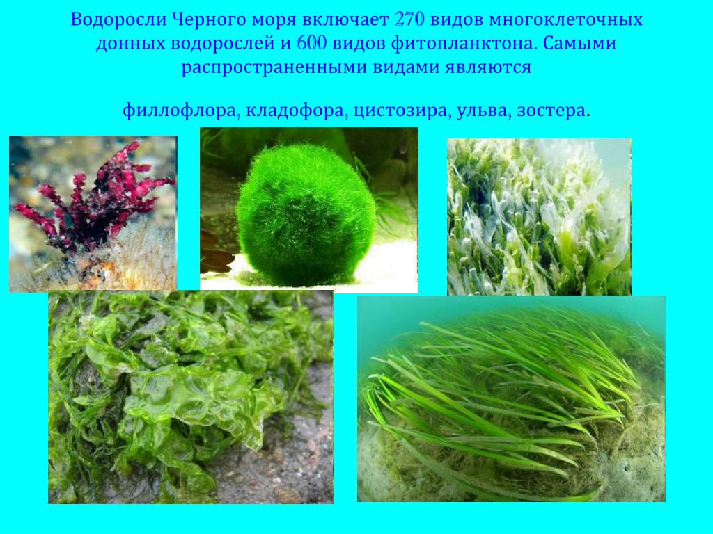 Водоросли длина. Хлорофиты водоросли. Видовое название водорослей. Водоросли видовое название растения. Самые распространенные водоросли.