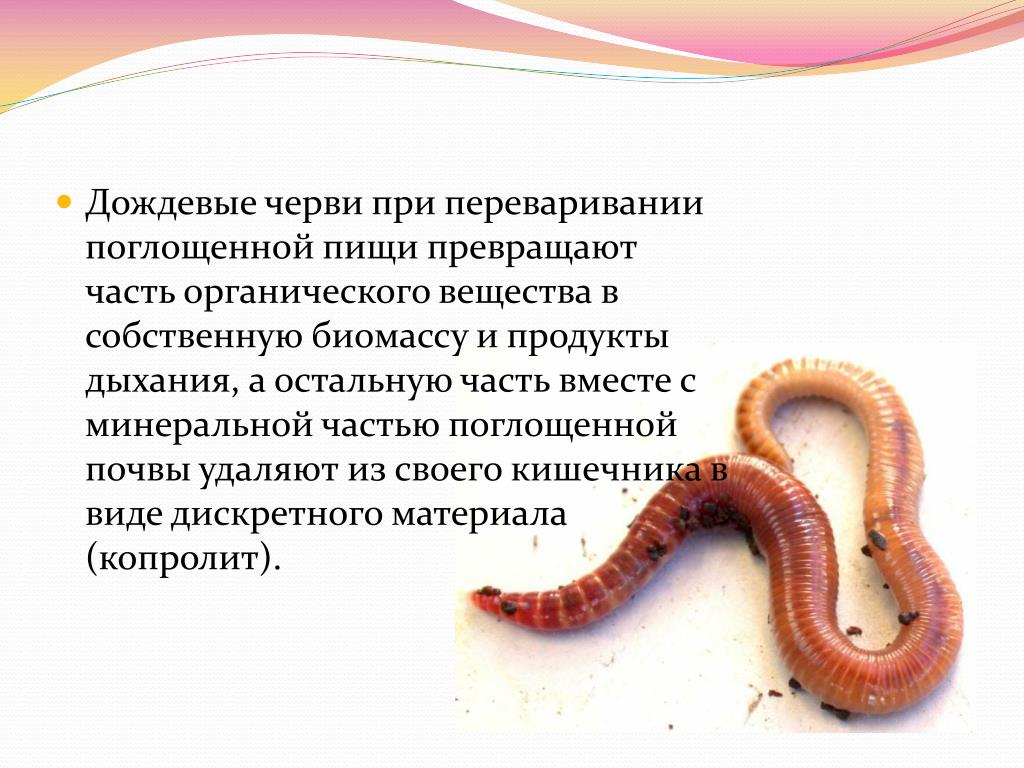 Особенности жизнедеятельности червя. Дождевые черви описание. Дождевой червь описание. Дождевой червяк описание.
