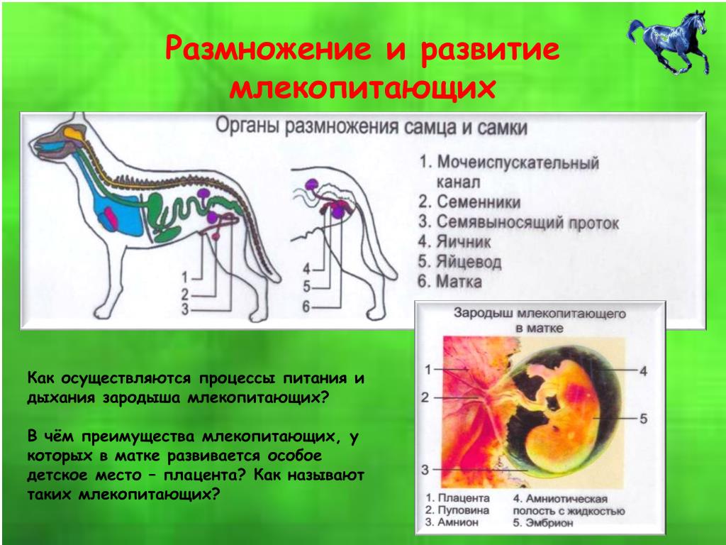 Детское место млекопитающих