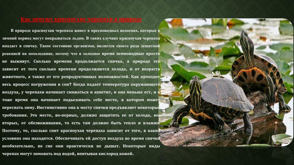 Текст про черепаху. Красноухая Болотная черепаха. Красноухая черепаха информация. Доклад про красноухих черепах. Черепашки красноухая информация.