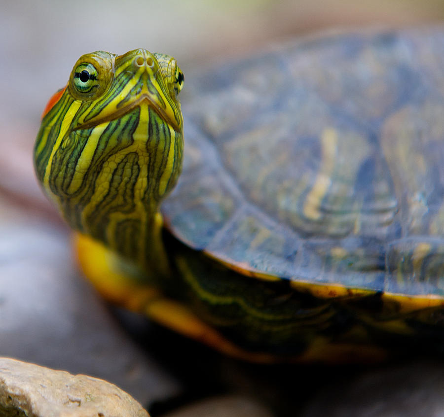 Посмотрим черепахи. Красноухая черепаха. Trachemys scripta elegans. Elegans черепаха красноухая. Американская красноухая черепаха.
