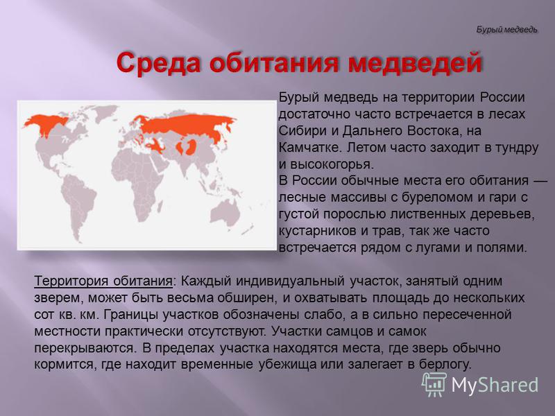 Распространение бурого медведя