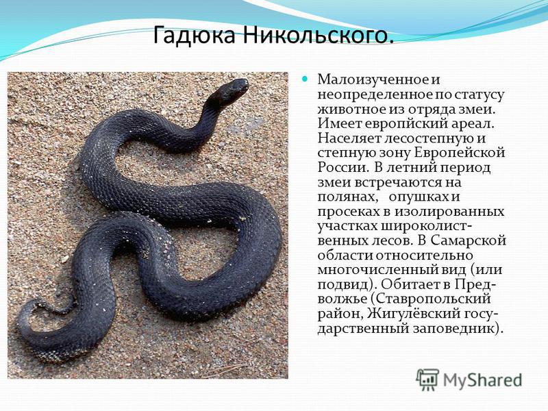 Змеи вологодской области фото и названия и описание внешности