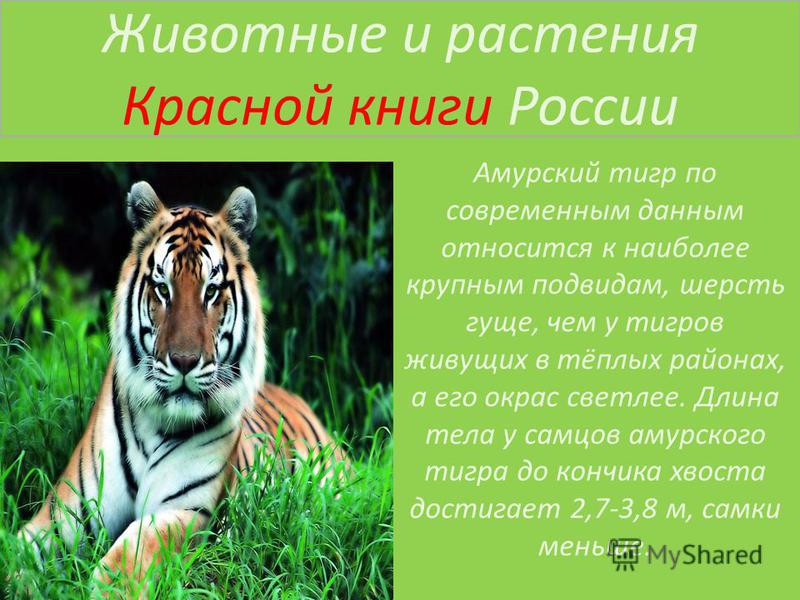 О лесном животном или растении. Красная книга России Амурский тигр. Животные красной книги Амурский тигр. Животные красной книги Лесной зоны. Животные леса в красной книге России.