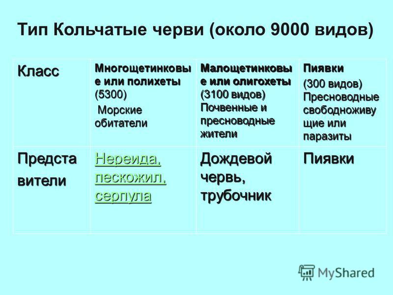 Сравнительная таблица червей 7 класс