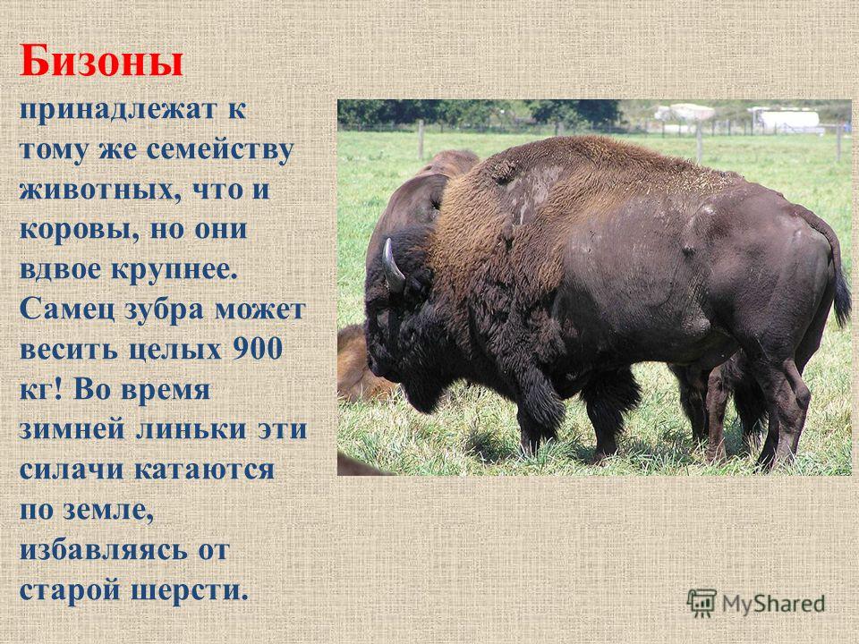 Дело бизона содержание. Вес бизона и зубра. ЗУБР Размеры. Вес взрослого зубра. ЗУБР вес максимальный.