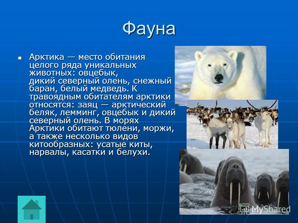 Животные арктической пустыни 4 класс окружающий мир. Животный мир Арктики презентация. Животный мир Арктики кратко. Животный мир арктических пустынь Северной Америки. Презентация на тему фауна Арктики.