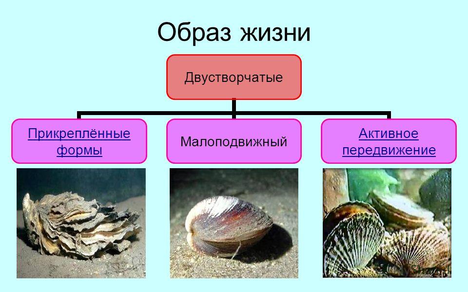 Обитание моллюсков