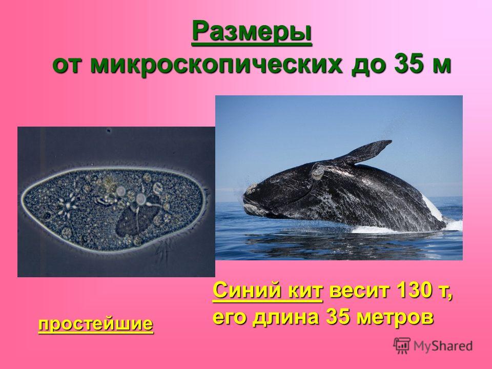 Сердце синего кита весит семьсот килограммов