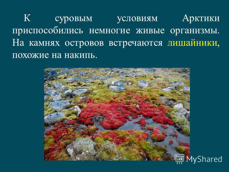 Организмы 7 букв. Живые организмы в Арктике. Арктическая пустыня лишайники на камнях. Живой организм который встречается на камнях в Арктике. Лишайники в Арктике 4 класс.