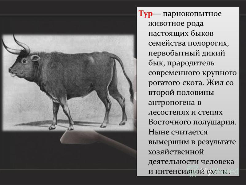 Черная книга животных фото животных