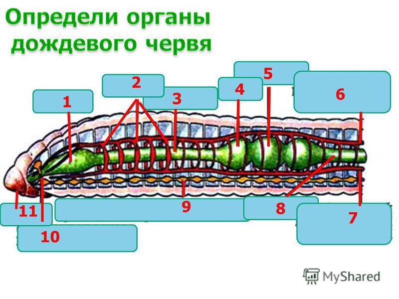 Внутреннее строение червя. Внутренне строение дождевого червя. Система органов дождевого червя. Схема строения дождевого червя. Системы органов дождевого червя на рисунке.