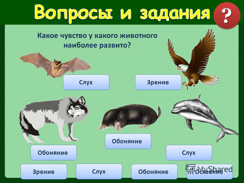 У какого животного 4. У какого животного хороший слух. Хороший слух у животных. У кого очень хороший слух из животных. У кого из животныхьхорошиц слух.