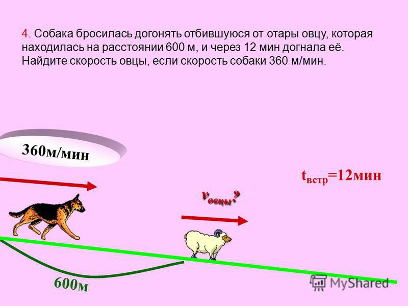 Секунд собака. Скорость бега собаки. Максимальная скорость бега собаки. Средняя скорость собаки. Средняя скорость бега собаки.