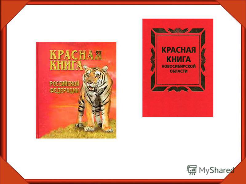 Красная книга окружающий 2. Красная книга Новосибирской области обложка. Красная книга Новосибирской области проект. Красная книга Новосибирской области проект 2 класс. Книжки для 2 класса красная книга для детей.