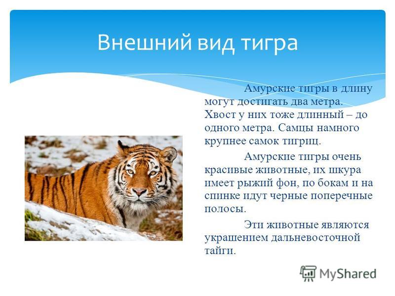 Численность амурских тигров