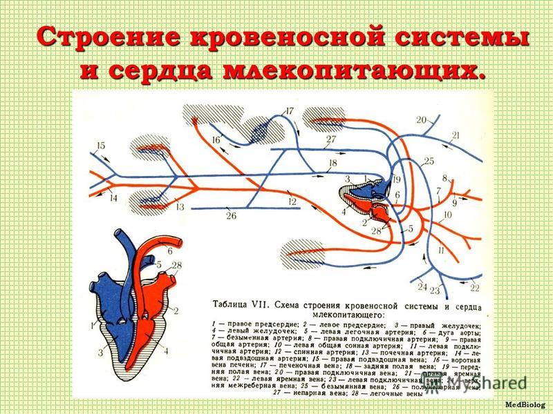 Какое кровообращение у млекопитающих. Схема строения кровеносной системы млекопитающих. Кровеносная система кролика схема.