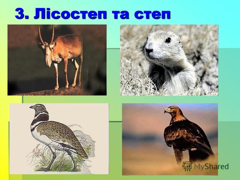 Природной зоне обитает. Природные зоны Вьетнама. Птицы разных природных зон. Дрофа Мак природная зона обитания. Зелёные страницы животные природных зон.