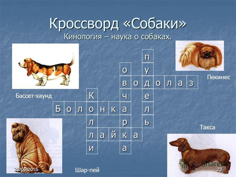 Кроссворд породы. Кроссворд про собак. Кроссворд по кинологии. Кроссворд породы собак. Кроссворд про собак для детей.