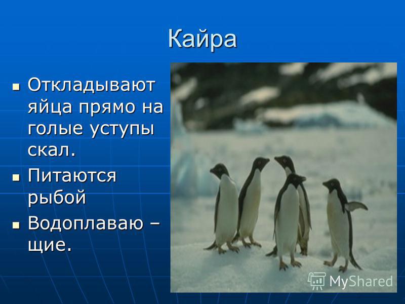 Арктические животные сообщение 4 класс окружающий мир. Птицы Арктики 4 класс. Кайры презентация. Птицы которые обитают в зоне арктических пустынь. Кайра доклад.