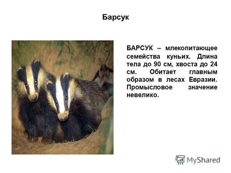 Барсук класс. Барсук для детей информация. Сообщение о Барсуке. Рассказ про барсука. Барсук описание для детей.