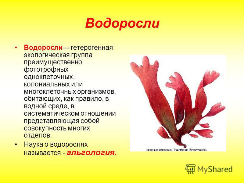 Красные Водоросли Картинки С Названиями