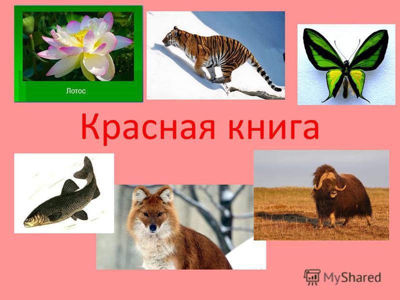 Бабочки из красной книги россии фото и описание