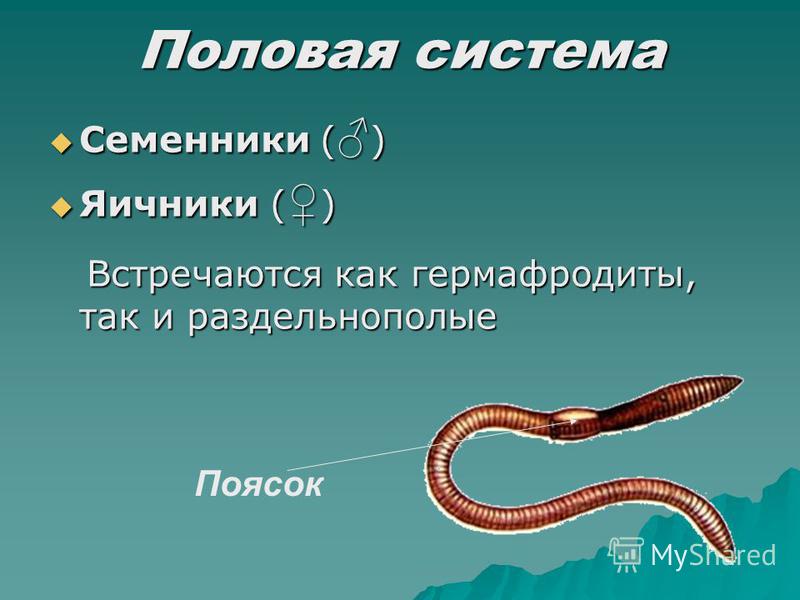 Обоеполые черви. Дождевые черви раздельнополые. Дождевые черви гермафродиты или раздельнополые.
