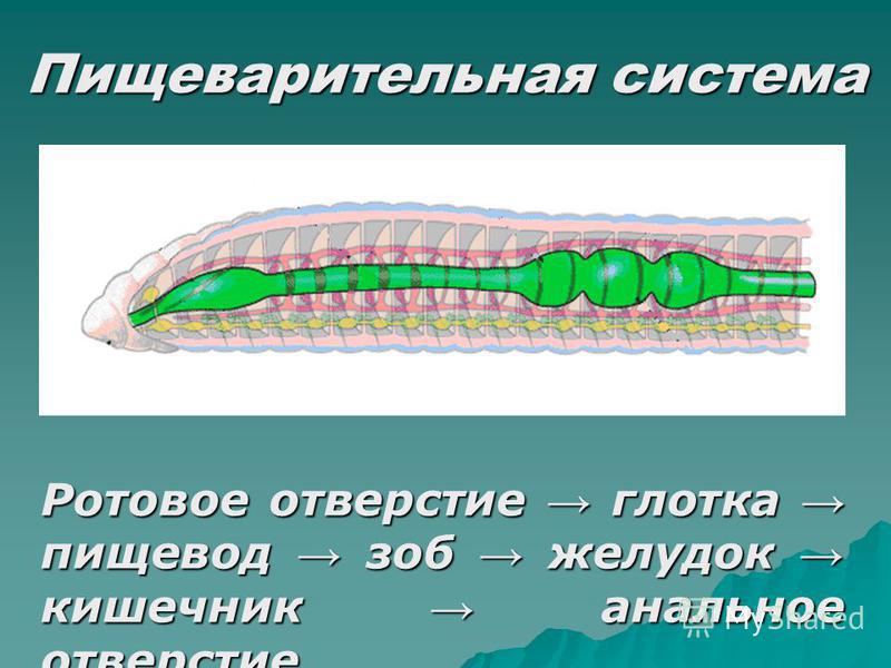 Развитие систем органов у червей. Строение пищеварительной системы кольчатых червей. Кольчатые черви дыхательная система. Кольчатые черви органы дыхания. Схема пищеварительной системы дождевого червя.