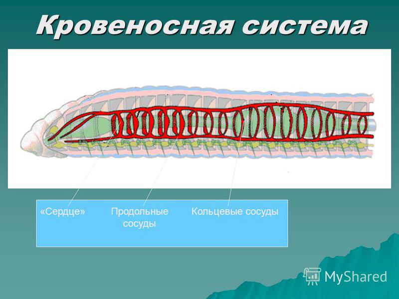 Дыхательная система кольчатых червей. Кольчатый сосуд. Функции кровеносной системы кольчатых червей. У кольчатых продольные и кольцевые сосуды.