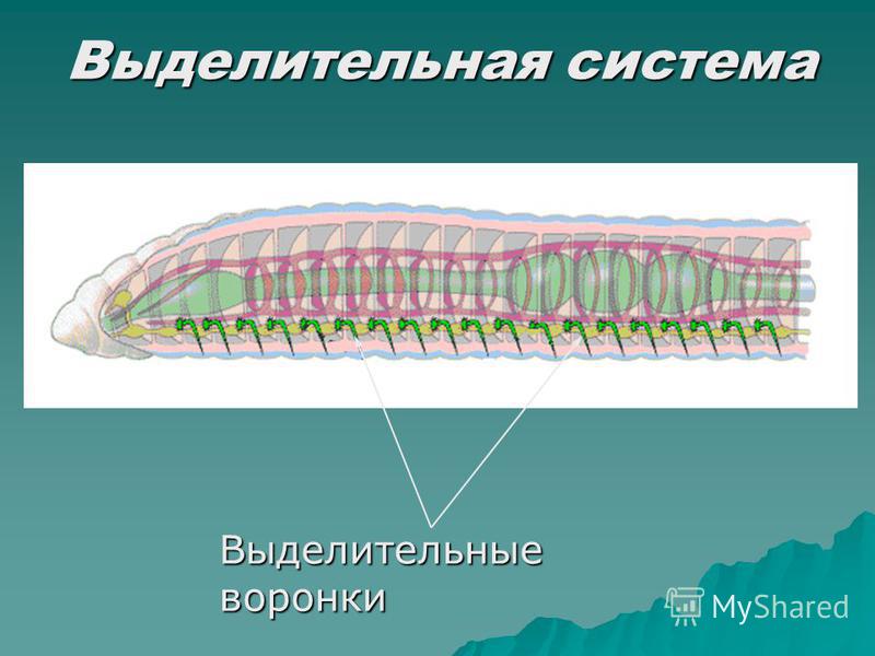 Развитие систем органов у червей. Дыхательная система кольчатых червей. Дыхательная система кольчатых червей 7 класс. Кольчатые черви дыхание. Тип кольчатые черви дыхательная система.