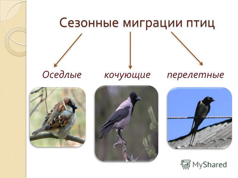 Птицы делятся на группы