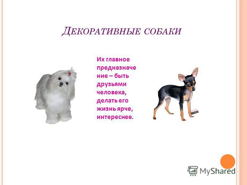 Имя для щенка