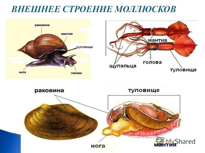 Моллюски общее строение. Схема классы моллюсков. Опорно двигательная система моллюсков. Двустворчатые моллюски ЕГЭ. Моллюски ЕГЭ биология двустворчатые.