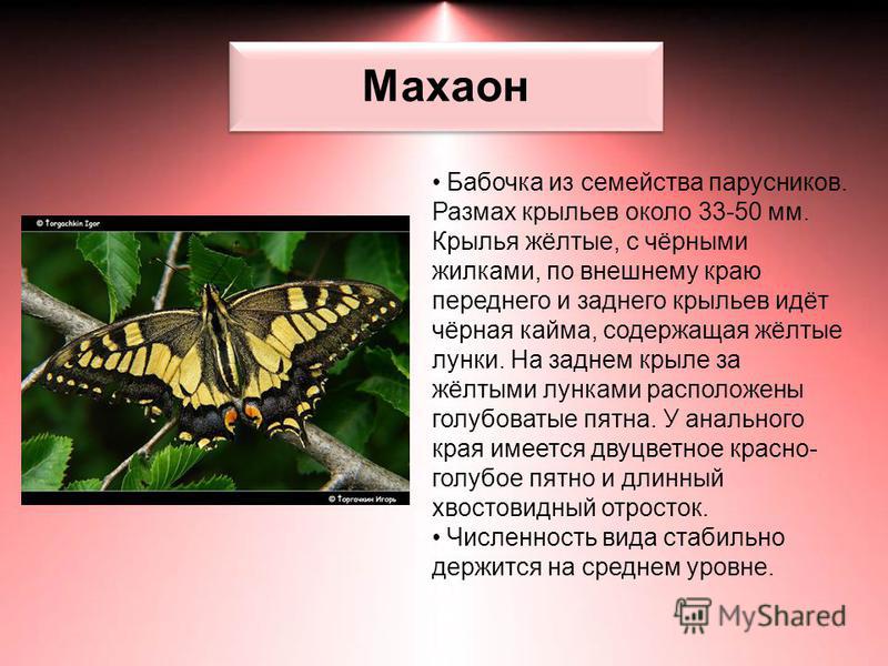 Бабочка махаон описание. Махаон бабочка 2 класс. Бабочка Махаон из семейства парусников. Цикл жизни бабочки Махаон.