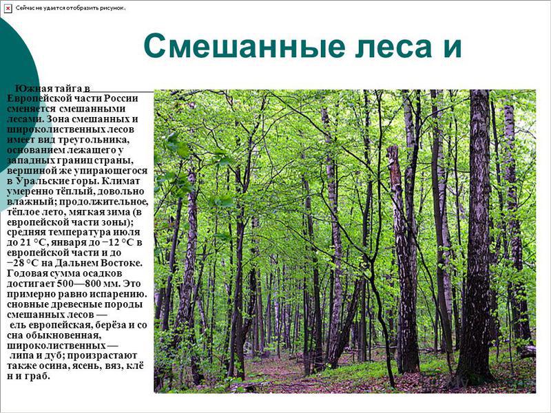 Широколиственные леса зоны в России.